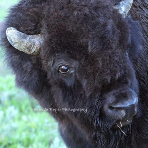 Bison Moving Through The Bushes