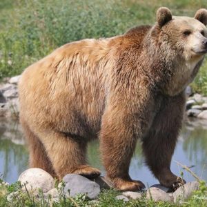 Grizzly Montana Brown Bear In The Pond