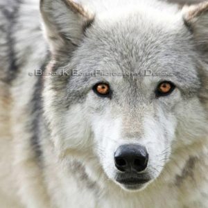 Grizzly Wolf Discovery Center-West Yellowstone