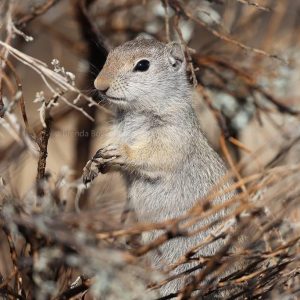 Ground Squirrel