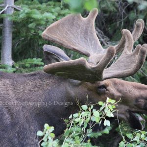 Moose Horns