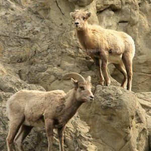 Two Mountains Goats Stacked On Mountain
