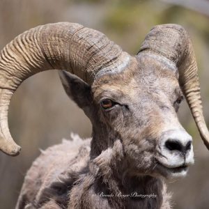 Big Horn Sheep