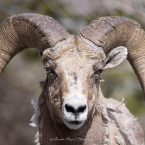 Yellowstone BigHorn Sheep