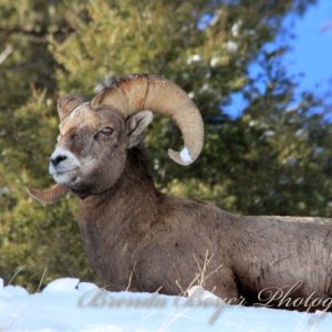 Ram of the Rockies