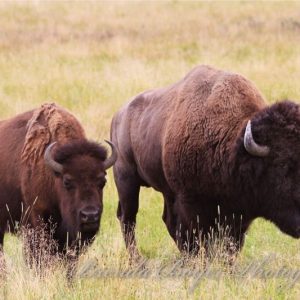 Legacy of the Plains