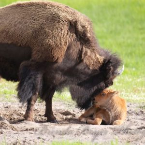 Bison Cow And Baby Red Dog Ynp 1