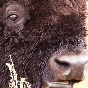 Eye of the Prairie