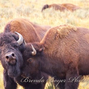 Bison Love