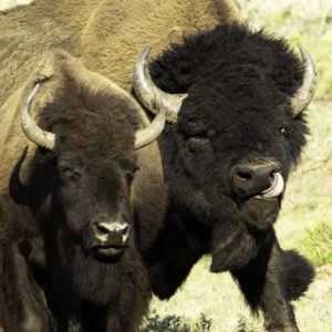 The Rutting Pair