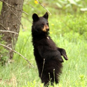 Blacktail Pond Black Bear Cub