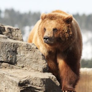 Boulder Grizzly Bella