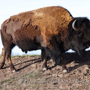 Bull Bison Ridge Walking 1