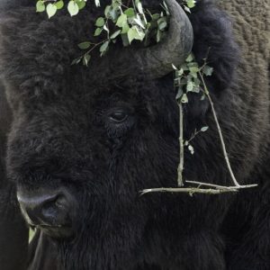 Crowned by the Wild