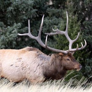 Majestic Wilderness