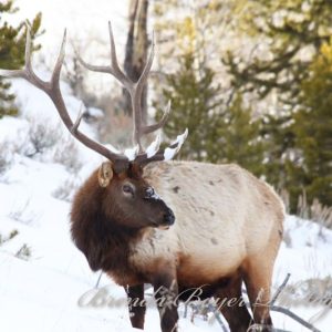 Winter Wanderer