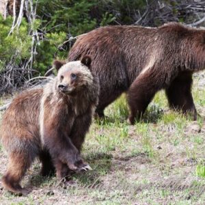 Cub Spirit Colter Bay 399