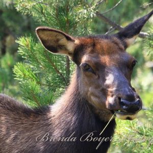 Silent Among the Pines