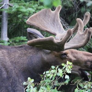 Glacier Bull Feeding