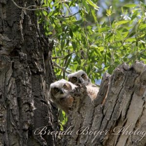 Great Horned Owlets Awaiting Dinner
