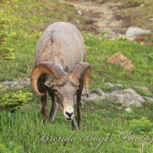 High Country Encounter