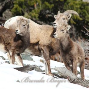 Family of the High Country