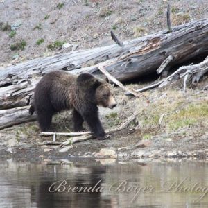 Log River Grizzly