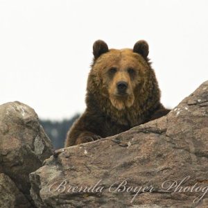 Maggi Peaking Around The Rocks