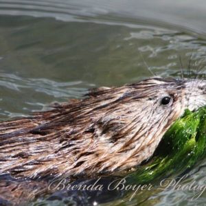 Otter Mission
