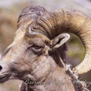 Horns of Time