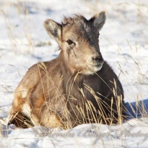 Winter's Child