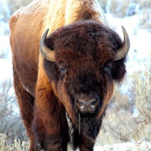 Slough Creek Bison