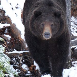 Togwoteepass Grizzly 2