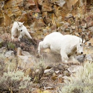 Traveling Nanny Kid Mountain Goats