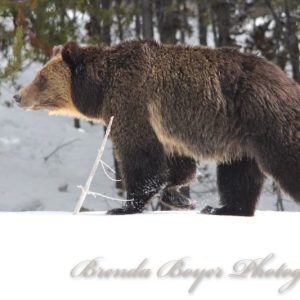 Treeline Grizzly