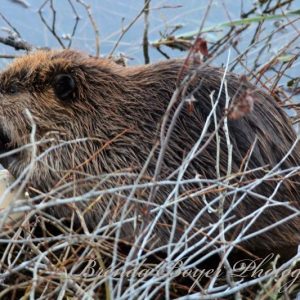 Wood Chewing Schwabach Beaver
