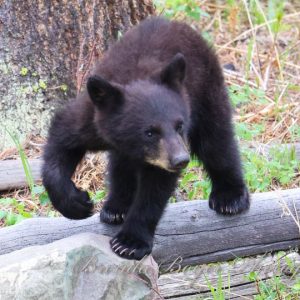 A cub_s journey