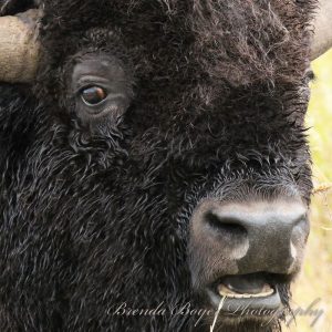 Ancient gaze