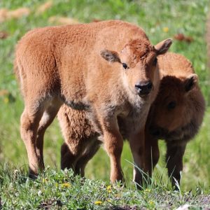 Born of yellowstone