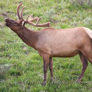 Bugling in velvet