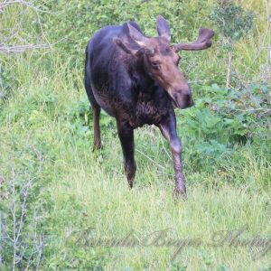 Bull moose grazing