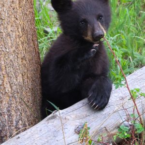 Curious cub