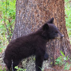 First steps into the wild