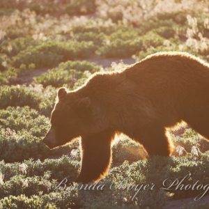 Golden grizzly passage
