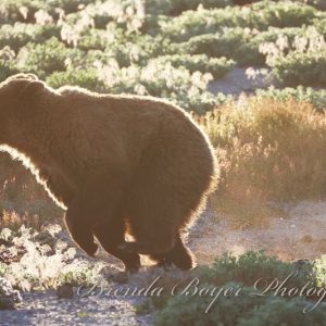 Golden sunlight running grizzly