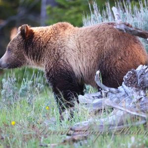 Grizzly grace