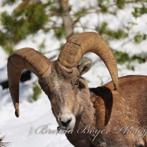 Horns of the high country