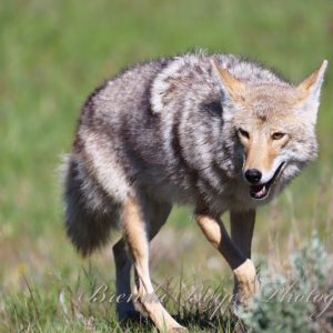 In pursuit