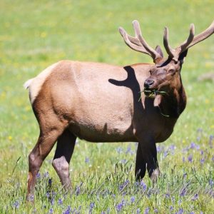 King of the meadow