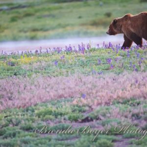 Meadow drifter